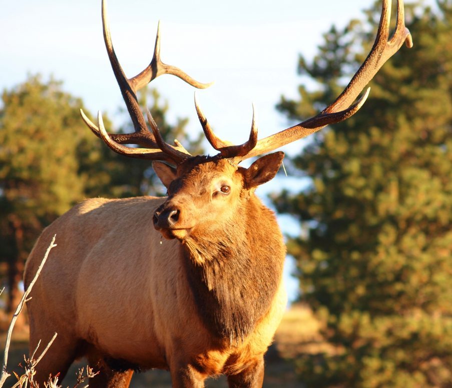 Bull Elk Bull Elk