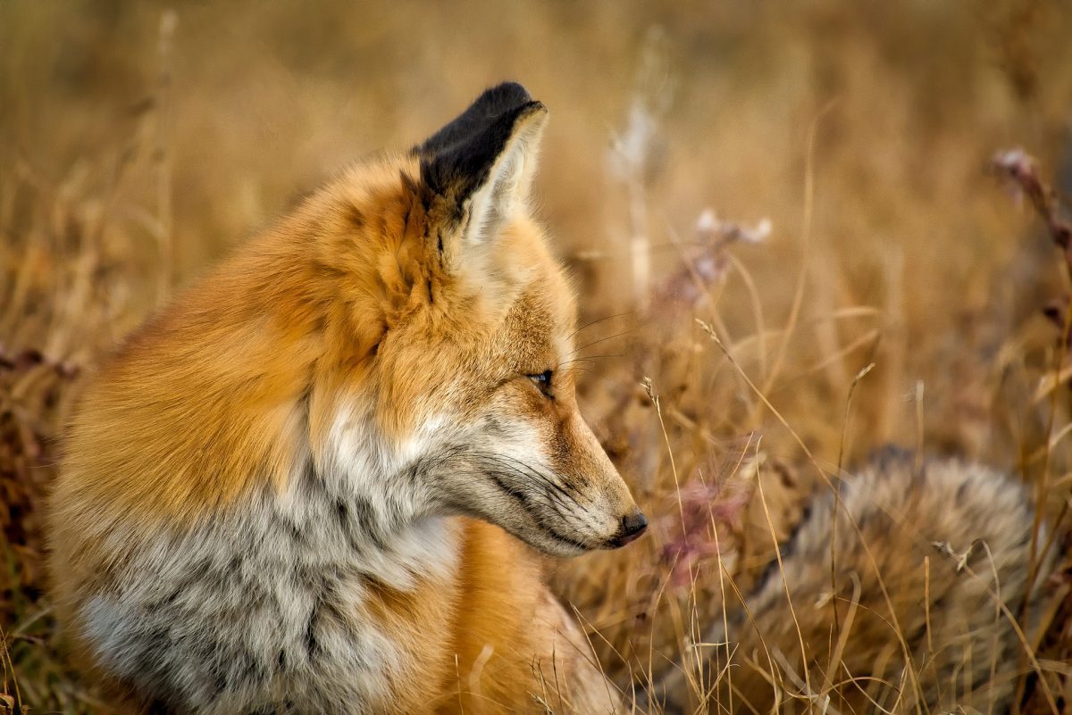 fox-1748640_192072