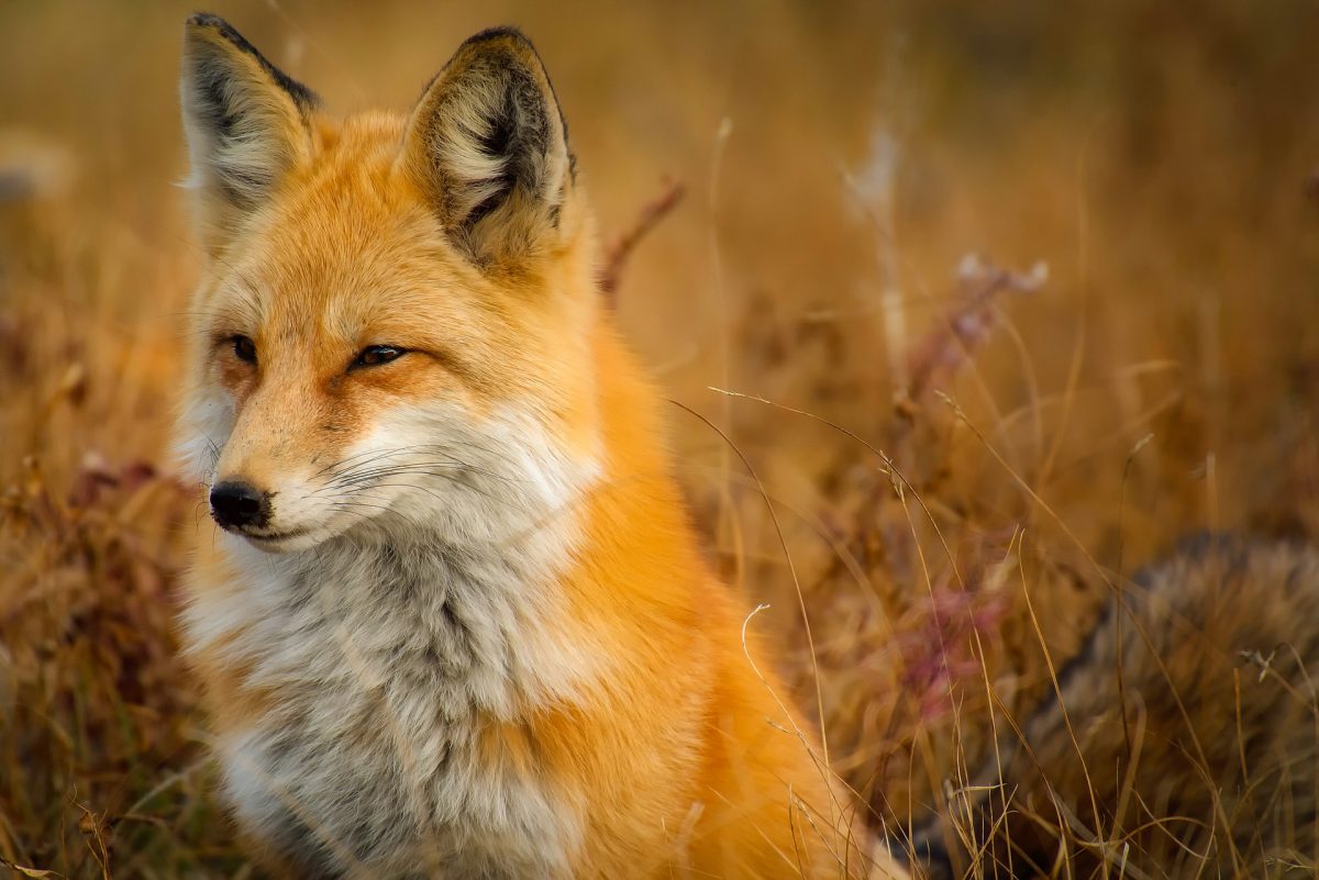 fox-1883658_192072 fox-1883658_192072