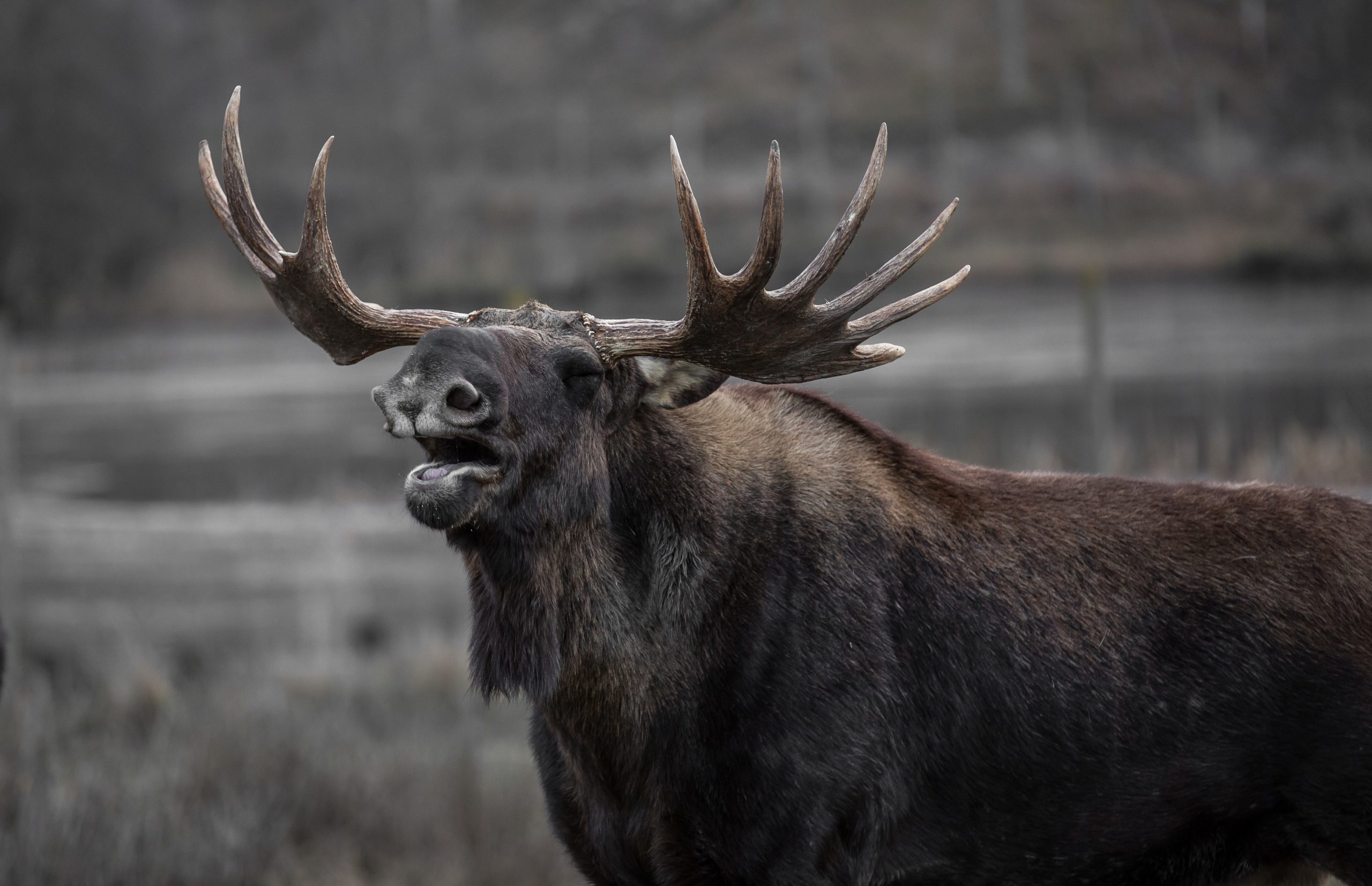 Bull Moose Bull Moose
