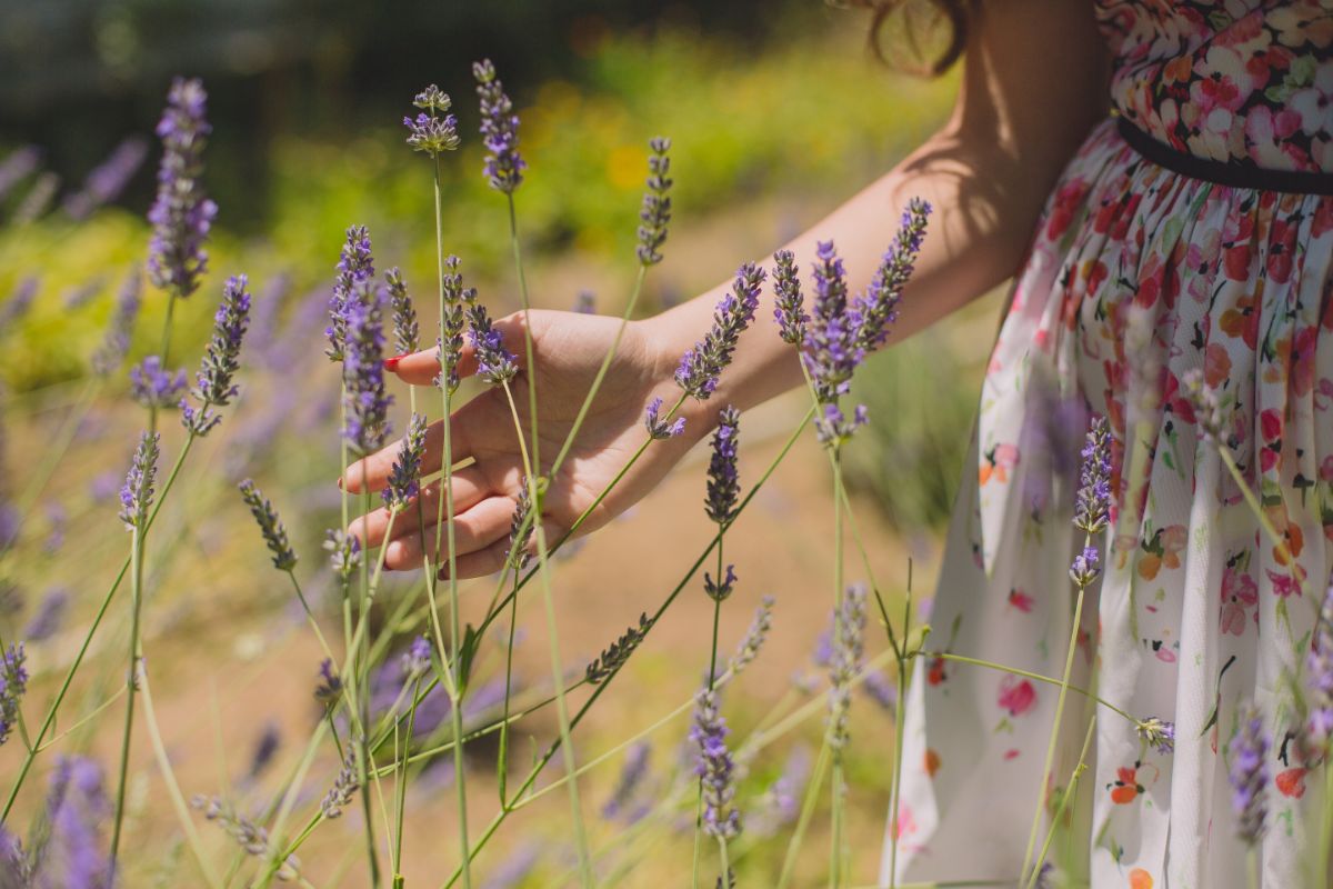 Lavender field Lavender field