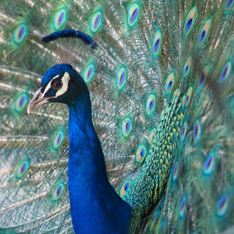 Peacock Peacock