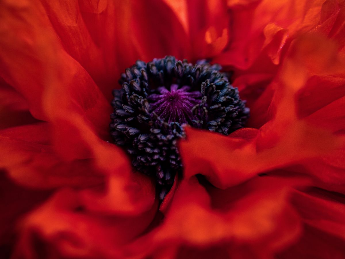 Red poppy flower red poppy