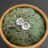 silver poppy post earrings