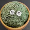 Silver poppypost earrings