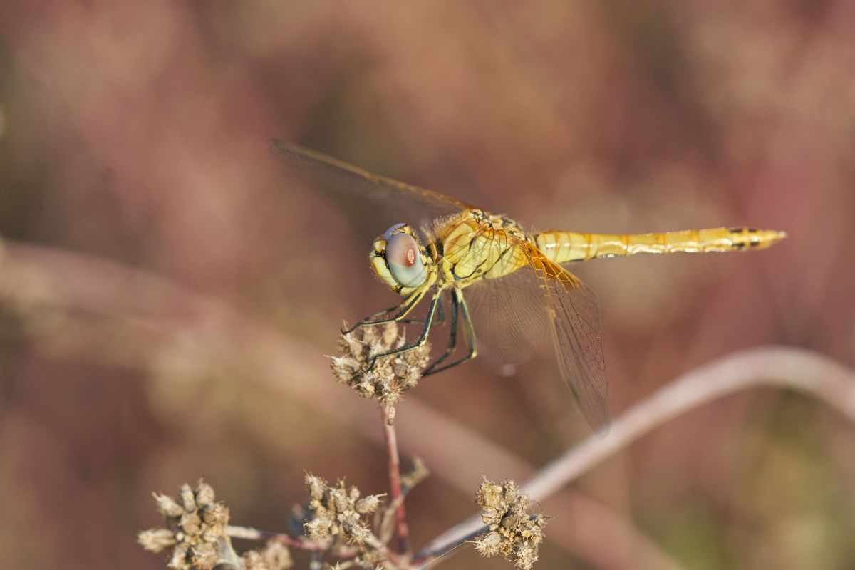 close-up-photo-of-dragonfly close-up-photo-of-dragonfly