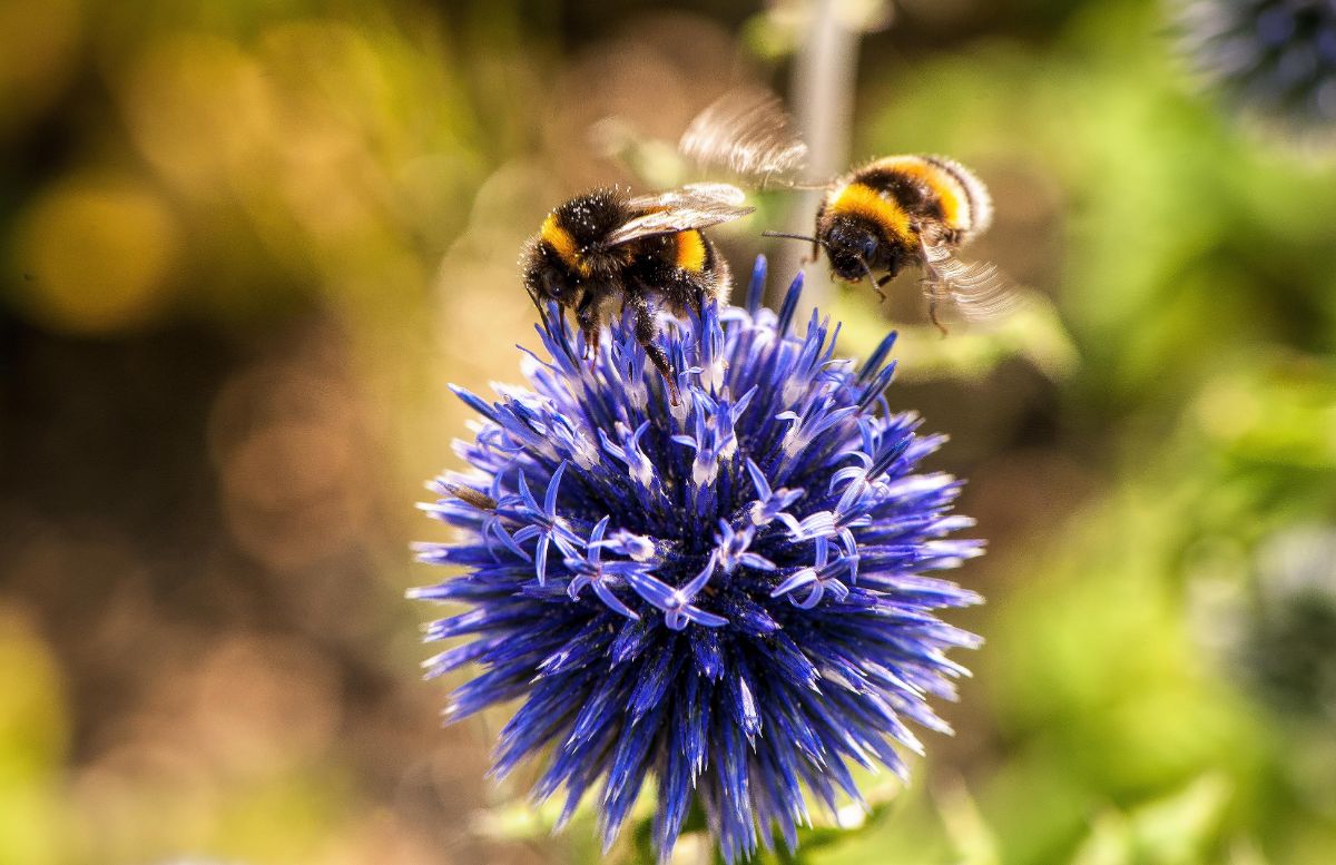Bees on flower Bees on flower