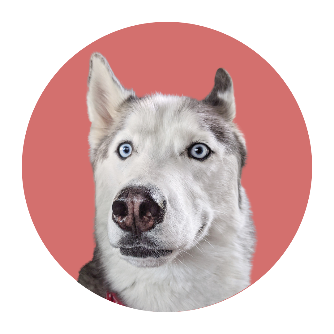 Upcoming Shows and Events