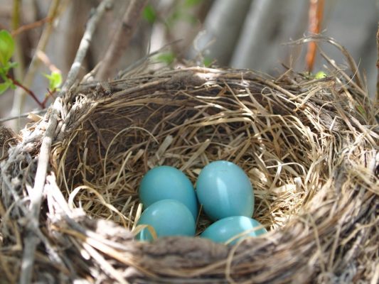 Bird nest Bird nest