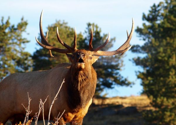 Bugling bull elk Bugling bull elk