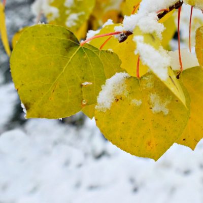 Colorado Aspen in snow Colorado Aspen in snow