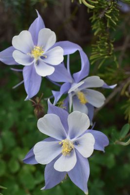 Colorado Columbine Colorado Columbine