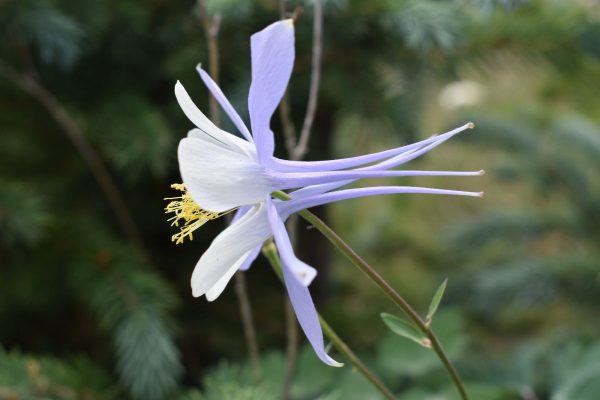 Columbine Columbine