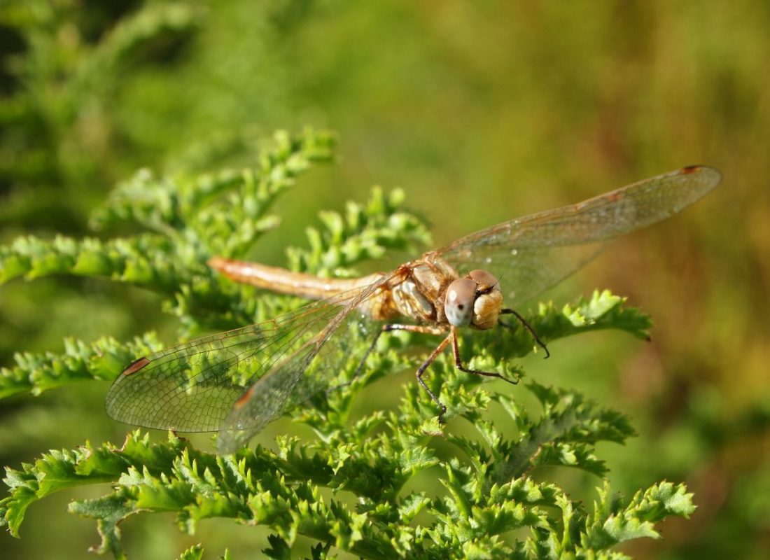 Dragonfly Dragonfly