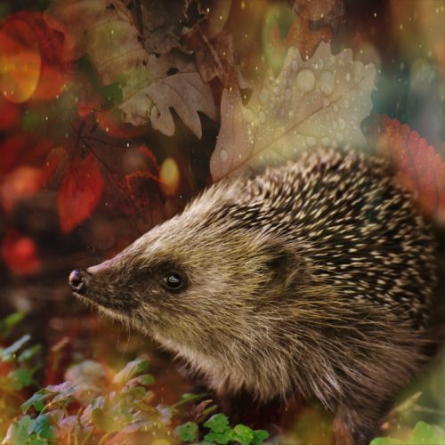 Hedgehog Hedgehog