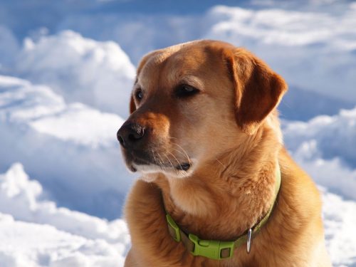 Golden Labrador Retriever Golden Labrador Retriever