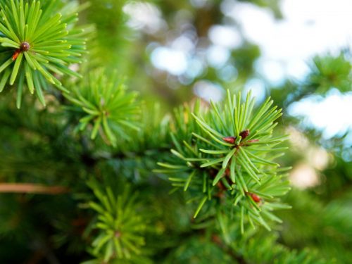 pine needles pine needles