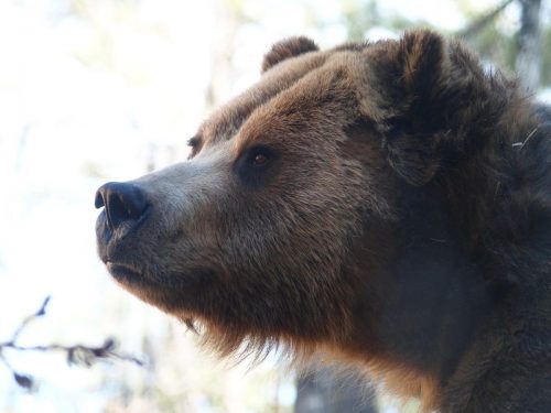 Grizzly Bear up close Grizzly Bear up close