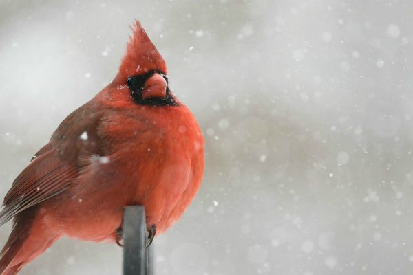 Red Cardnial in snow Red Cardnial in snow