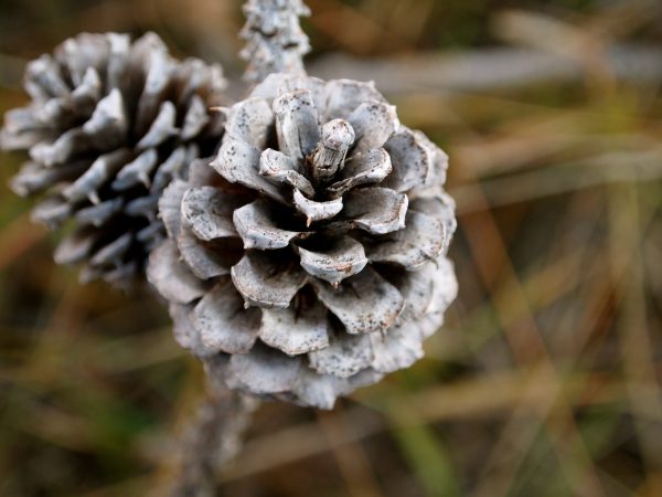 Colorado Ponderosa Pine Cone Colorado Ponderosa Pine Cone