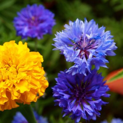 Yellow Marigold and Blue Cornflowers Yellow Marigold and Blue Cornflowers