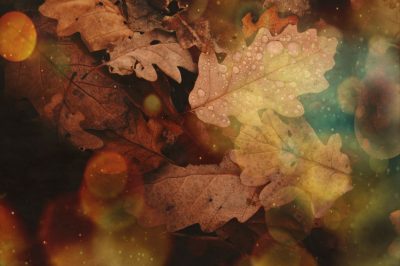 abstract-autumn-autumn-colours-688830120072 abstract-autumn-autumn-colours-688830120072