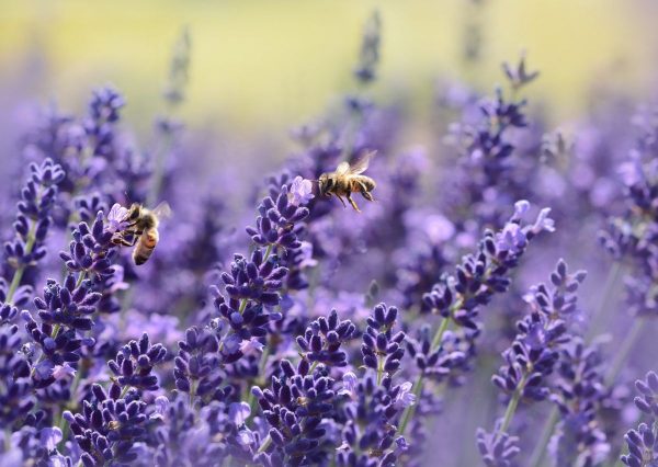 Blossom and Bees Blossom and Bees