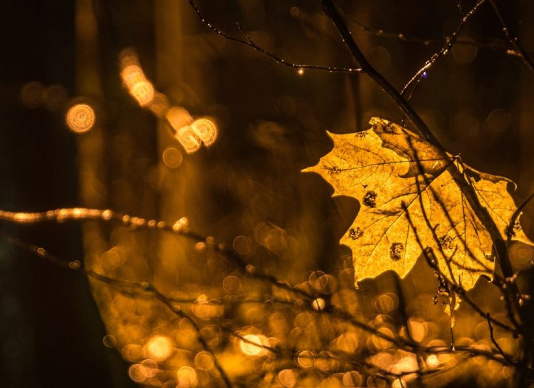 blurred-background-lights-maple-leaf-75407272 blurred-background-lights-maple-leaf-75407272