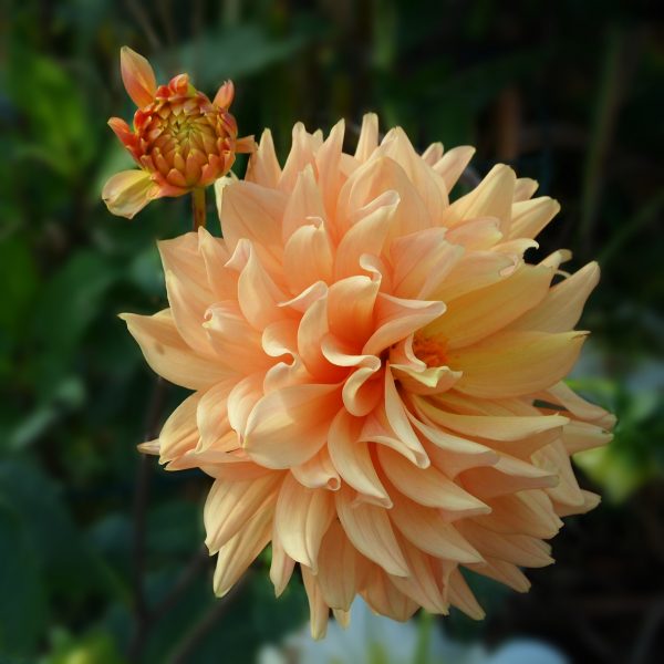 Peach Dahlia Peach Dahlia