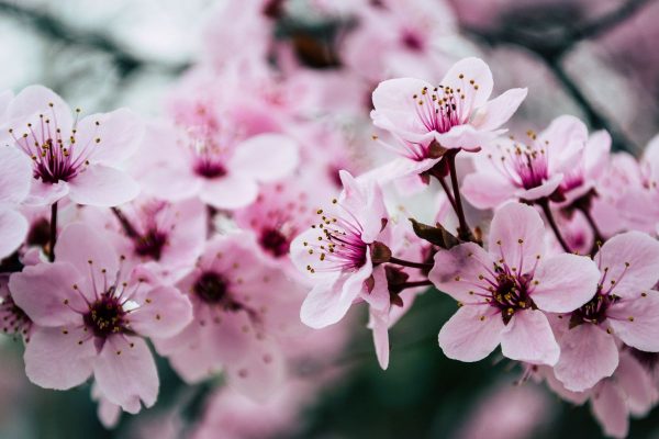 pink-petaled-flowers-closeup-photo-99273472 pink-petaled-flowers-closeup-photo-99273472