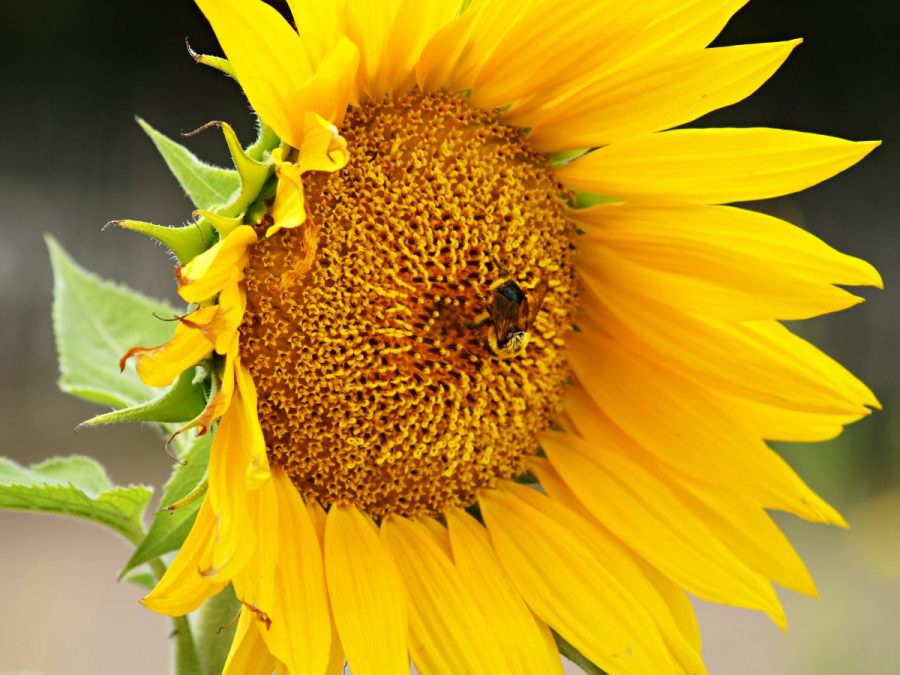 Sunflower and bee sunflower and bee