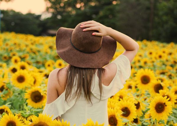 sunflower field sunflower field