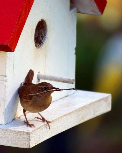wren wren
